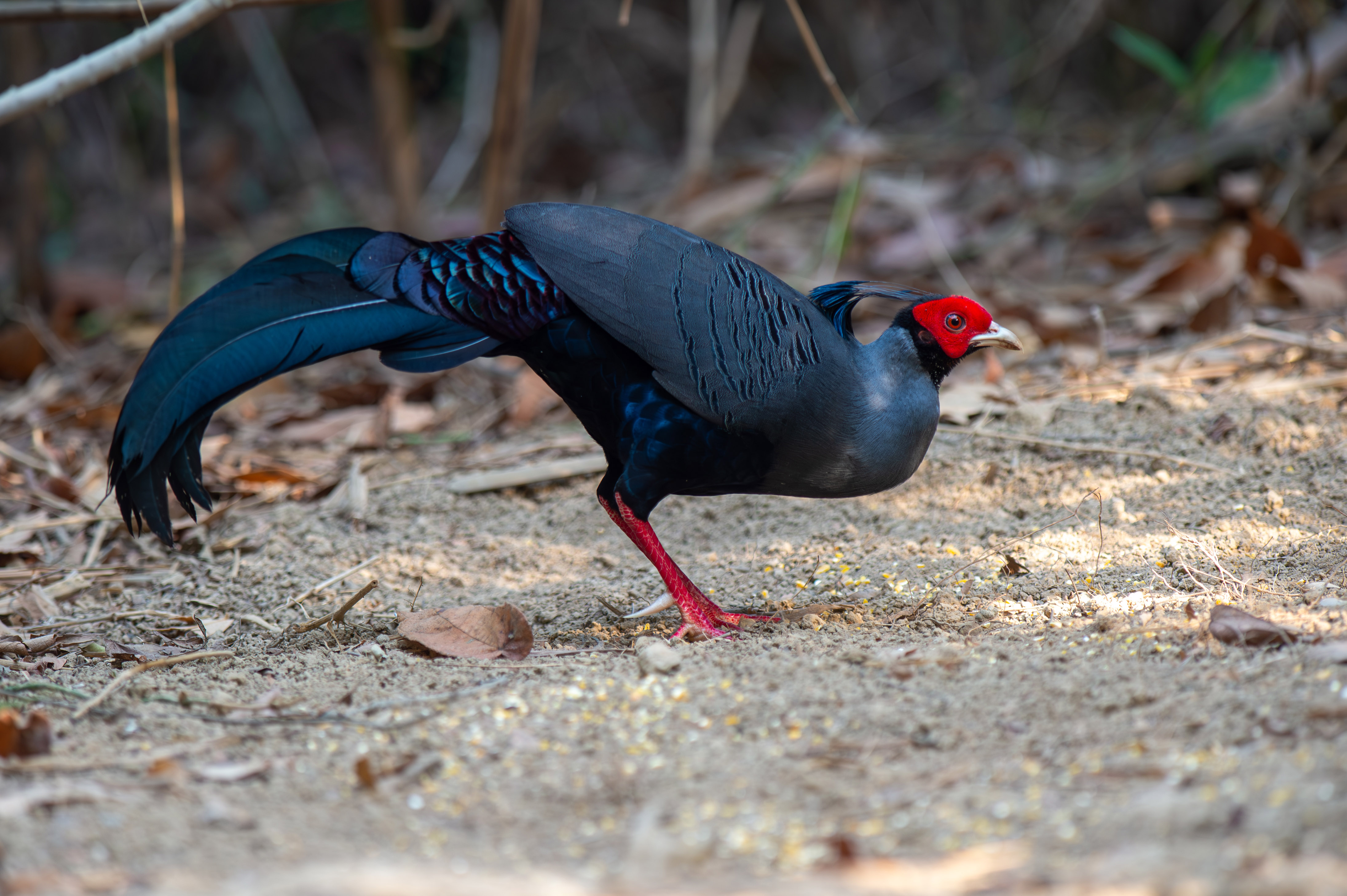 Siamese Fireback